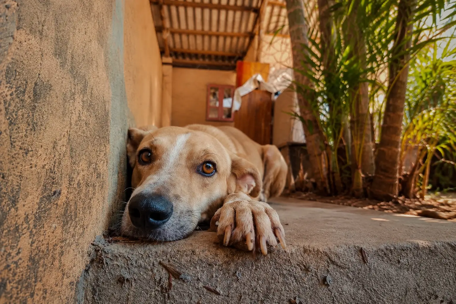 Perro mestizo recostado sobre un piso de cemento, mirando a la cámara.