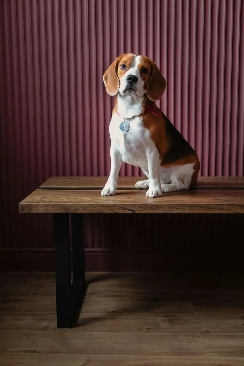 Beagle sentado sobre una banca de madera frente a una pared bordó.