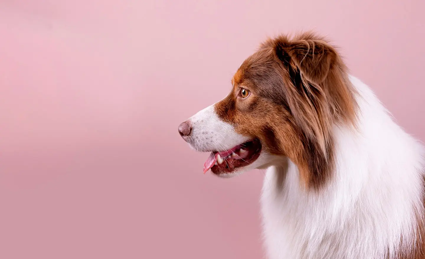 Perro pastor australiano de perfil sobre fondo rosa.